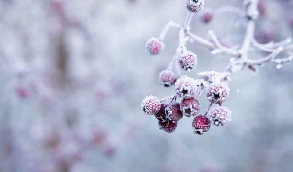 Are you protected for winter image